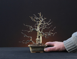 elm bonsai
